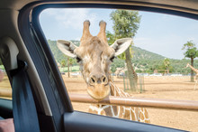 Hungry Giraffe Waiting For Food Through A Car Window