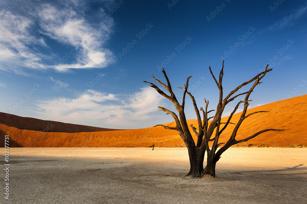 Dead tree in Sossusvlei, in the Namib Desert, Namibia - obrazy, fototapety, plakaty 
