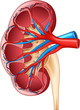Illustration of Human Internal Kidney Anatomy 