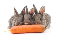 Young Rabbits That Eat Carrots.