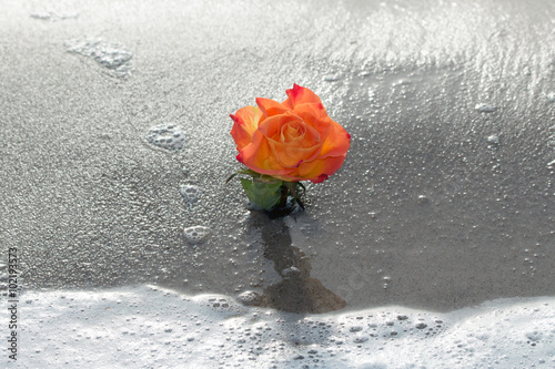 Obraz w ramie Orangefarbige Rose im Meer