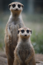 Group Of Meerkat At The Wild Nature