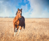 Fototapeta Konie - red piebald horse run