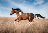 Fototapeta Konie - red piebald horse run