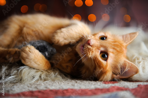Fotografía Lindo gatito mullido rojo juega con el juguete del ratón