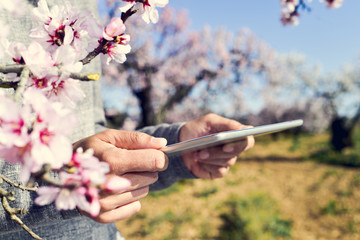 man with a tablet computer in a grove of almond trees in full bl