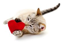 Cat With Red Heart.