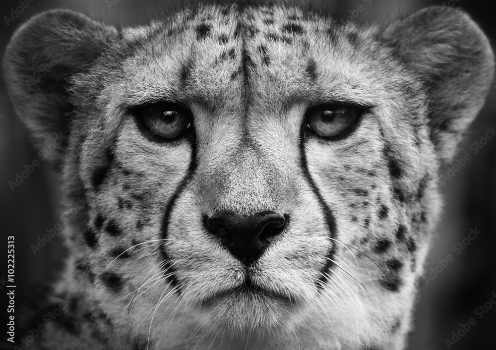 Cheetah , A black and white head shot of a adult cheetah . - obrazy, fototapety, plakaty 