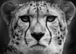 Cheetah , A black and white head shot of a adult cheetah .