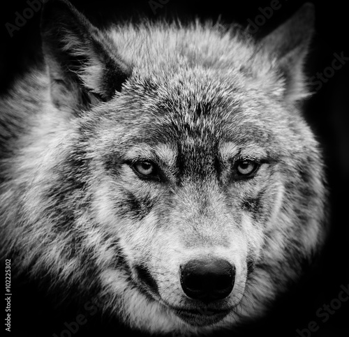 Photographie Les yeux du loup, une tête noire et blanc tiré d'un loup.