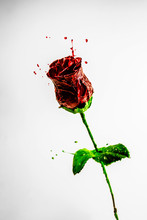 Beautiful Dark Red Rose Made Of Paint