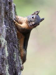 Wall Mural - Douglas Squirrel on a Tree Trunk