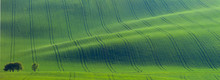 Original Panoramic Of Green Fields In Beautiful Striped Hills