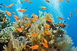 Fototapeta Do akwarium - Shoal of anthias fish on the coral reef