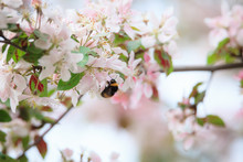 Bumblebee On Apple Tree Flower