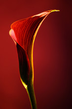 Red Flower Calla On Red Background, Soft Focus Photography For Flower Shop 