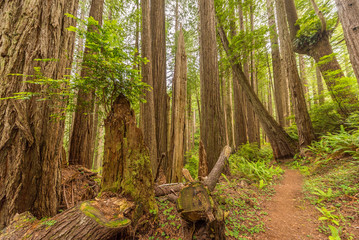  WEST RIDGE AND PRAIRIE CREEK TRAIL, Redwood National and state parks