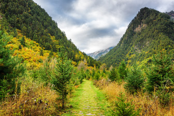 Wall Mural - Scenic green walkway among woods in mountain gorge