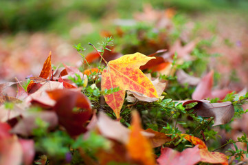 Fall leaves