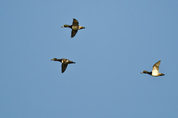 Three Ring-Necked Ducks Flying in a Blue Sky