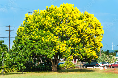 黄色い花が咲いている大きな木 ゴールドツリー Buy This Stock Photo And Explore Similar Images At Adobe Stock Adobe Stock
