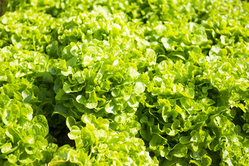 organic vegetable in the garden