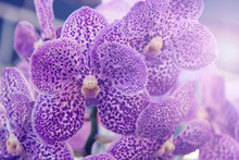 Beautiful Purple Orchids Flower Tree.