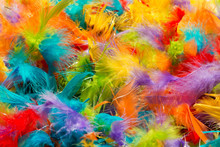 Soft Fluffy Brightly Colored Bird Feathers Texture