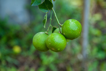 Poster - green lemon on the tree