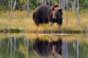 Wall Mural - brown bear with reflection