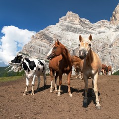 Sticker - Cows and horses under Monte Pelmo in Italian Dolomities