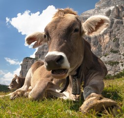 Sticker - head of brown cow (bos primigenius taurus), with cowbell