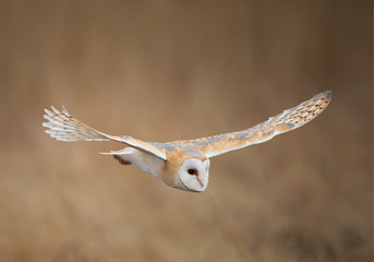 barn owl in flight, clean background, czech republic