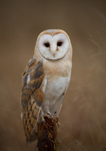 Barn Owl Sitting On Perch With Clean Background, Czech Republic