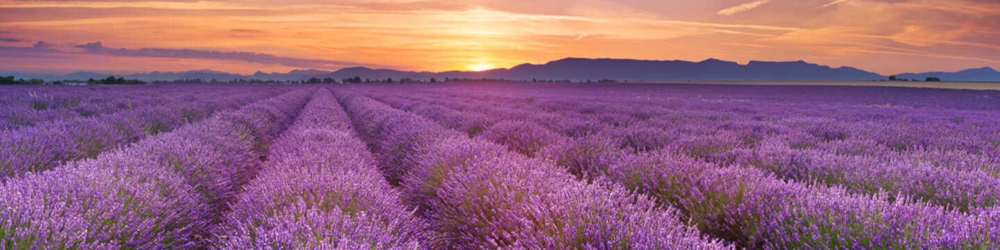 sunrise over fields of lavender in the provence, france