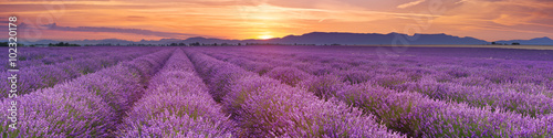 Plakat Wschód słońca nad polami lawenda w Provence, Francja