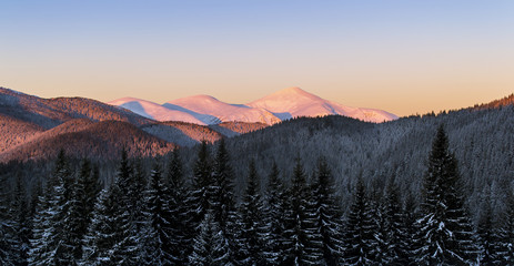 Wall Mural - Winter scene of three snowy mountain peaks. Dark spruce forest in snow. Pink sunlight on the slopes. Clear sky. Ukraine. Carpathians