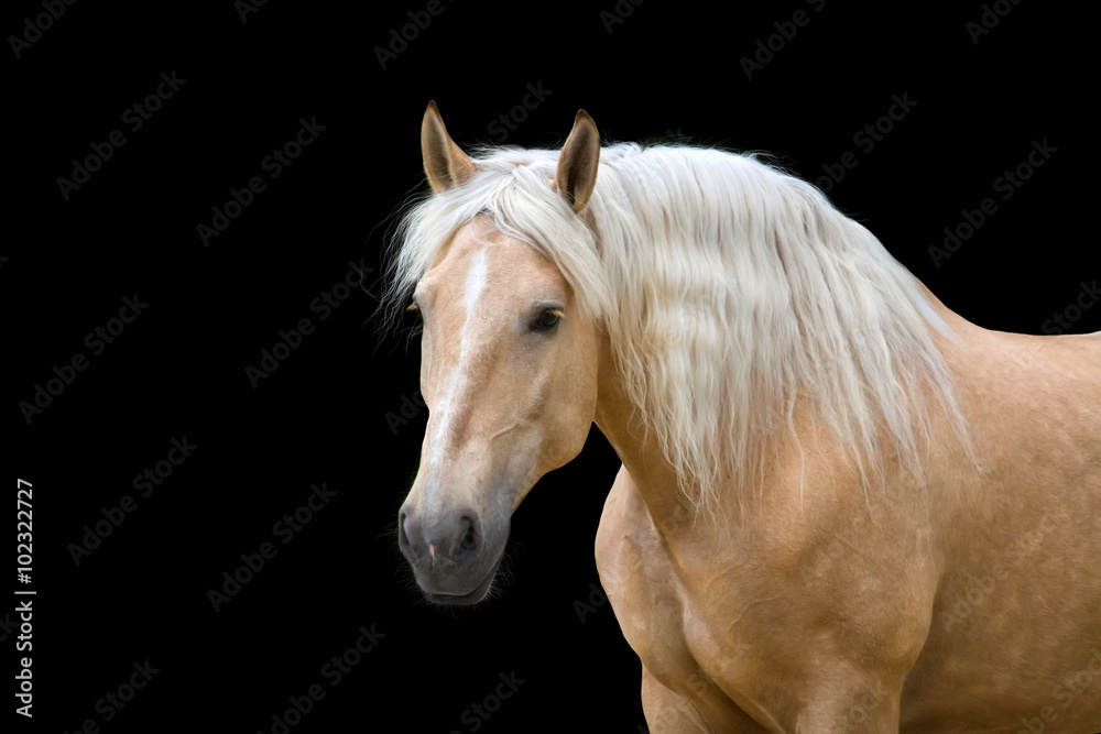 Palomino horse with long blond mane  - obrazy, fototapety, plakaty 
