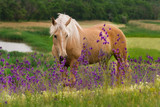 Fototapeta Konie - Horse in flowers 