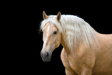 Wall Mural - Palomino horse with long blond mane 