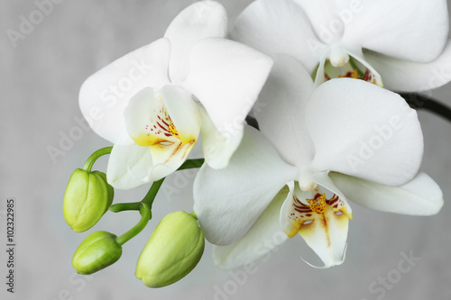 Dekoracja na wymiar  biala-orchidea