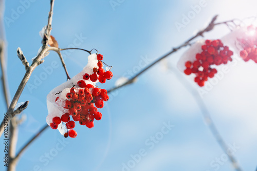 Fotografie, Obraz Frozen rowanberry under the first snow. Selective focus