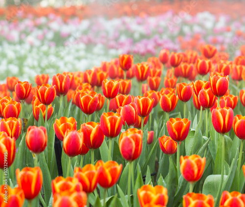 Naklejka nad blat kuchenny Tulip flower fields