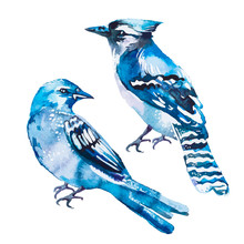 Blue Jay Isolated On A White Background. Watercolor. Vector.