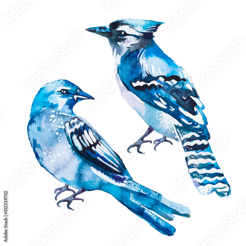 Fotomural Blue jay isolated on a white background. Watercolor. Vector.