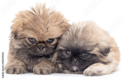 Naklejka ścienna two beautiful fluffy little puppy on a white background