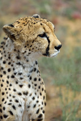 Wall Mural - africa. namibia. cheetah