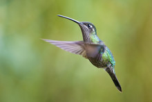 The Flight Of The Hummingbird