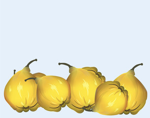 Wall Mural - Yellow quinces. Vector