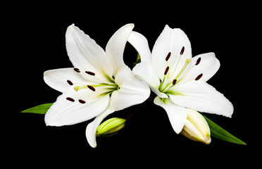 Wall Mural - White lily